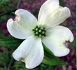 Dogwood