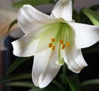 Easter Lily