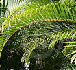 Palm Branches